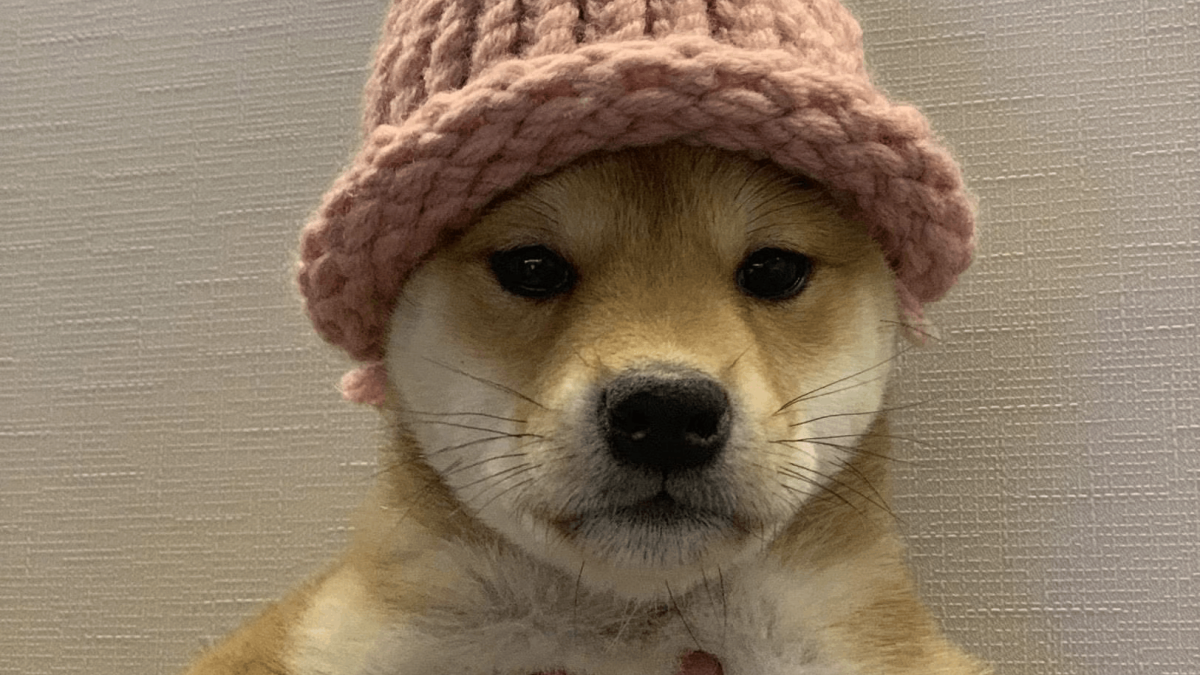 dogwifhat-1-1200x675.png