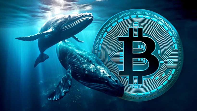 Cá voi BTC thức giấc